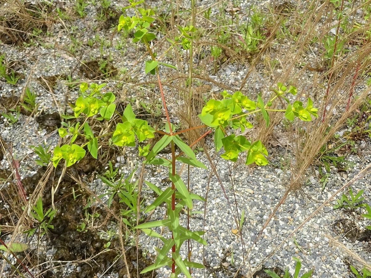 Euphorbia platyphyllos (Euphorbiaceae)